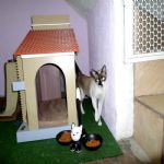 Gatil - Hospedagem de seu Gato e Silvestres