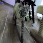 Gatil - Hospedagem de seu Gato e Silvestres