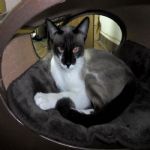 Gatil - Hospedagem de seu Gato e Silvestres