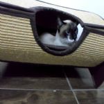 Gatil - Hospedagem de seu Gato e Silvestres