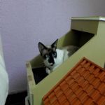 Gatil - Hospedagem de seu Gato e Silvestres