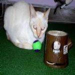Gatil - Hospedagem de seu Gato e Silvestres