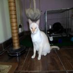 Gatil - Hospedagem de seu Gato e Silvestres