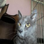 Gatil - Hospedagem de seu Gato e Silvestres