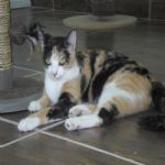 Gatil - Hospedagem de seu Gato e Silvestres