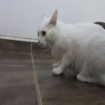 Gatil - Hospedagem de seu Gato e Silvestres