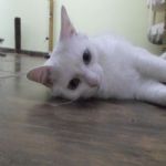 Gatil - Hospedagem de seu Gato e Silvestres