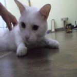 Gatil - Hospedagem de seu Gato e Silvestres