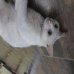 Gatil - Hospedagem de seu Gato e Silvestres