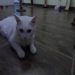 Gatil - Hospedagem de seu Gato e Silvestres