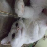 Gatil - Hospedagem de seu Gato e Silvestres