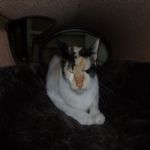 Gatil - Hospedagem de seu Gato e Silvestres