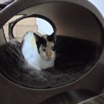 Gatil - Hospedagem de seu Gato e Silvestres