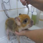 Gatil - Hospedagem de seu Gato e Silvestres