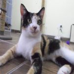 Gatil - Hospedagem de seu Gato e Silvestres