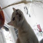 Gatil - Hospedagem de seu Gato e Silvestres