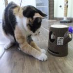 Gatil - Hospedagem de seu Gato e Silvestres