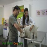 Consultório Veterinário