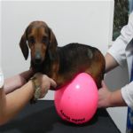 Consultório Veterinário
