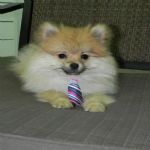 Feriado 7 de Setembro 2012