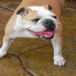 Feriado 7 de Setembro 2012