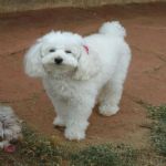 Feriado 7 de Setembro 2012