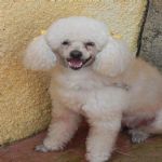 Feriado 7 de Setembro 2012