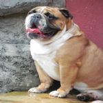 Feriado 7 de Setembro 2012