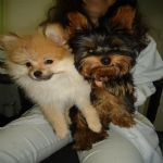 Feriado 7 de Setembro 2012