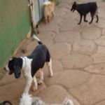 Feriado 7 de Setembro 2012