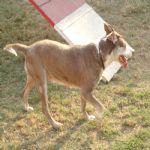 Feriado 7 de Setembro 2012