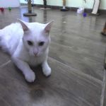 Gatil - Hospedagem de seu Gato e Silvestres