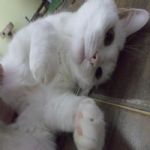 Gatil - Hospedagem de seu Gato e Silvestres
