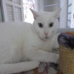 Gatil - Hospedagem de seu Gato e Silvestres