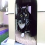 Gatil - Hospedagem de seu Gato e Silvestres