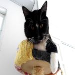 Gatil - Hospedagem de seu Gato e Silvestres