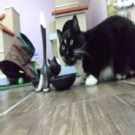 Gatil - Hospedagem de seu Gato e Silvestres