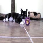 Gatil - Hospedagem de seu Gato e Silvestres