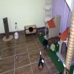 Gatil - Hospedagem de seu Gato e Silvestres