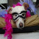 Carnaval 2015