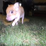 Gatil - Hospedagem de seu Gato e Silvestres
