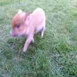 Gatil - Hospedagem de seu Gato e Silvestres