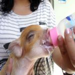 Gatil - Hospedagem de seu Gato e Silvestres