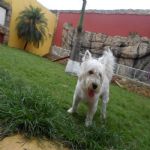 Hotel Para Cães