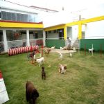 Hotel Para Cães