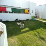 Hotel Para Cães