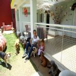 Hotel Para Cães