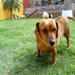 Hotel Para Cães
