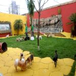 Hotel Para Cães
