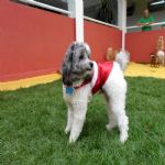 Hotel Para Cães